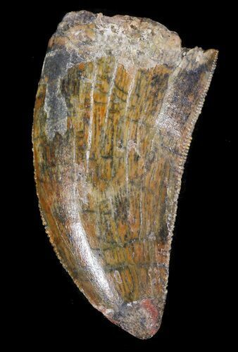 Carcharodontosaurus Tooth - Serrated #52833